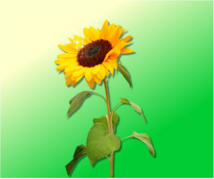 Design 2922 Canvas Prints Image