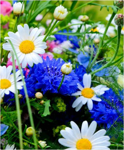 Design 18545 Canvas Prints