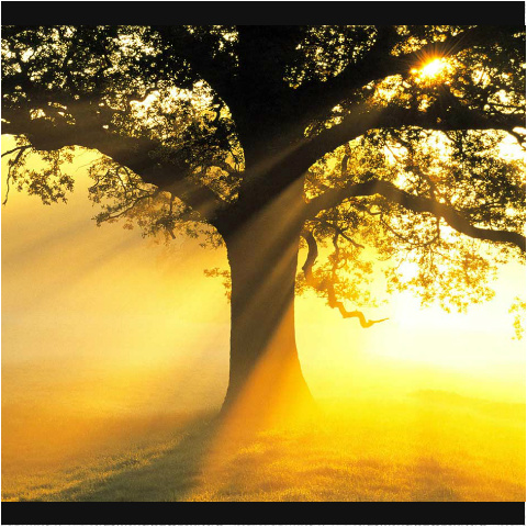 Design 20552 Canvas Prints