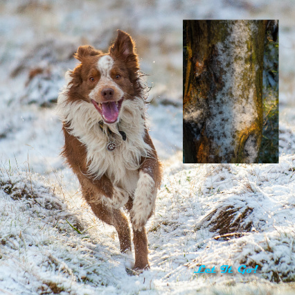 Design 52420 Canvas Prints