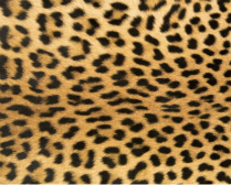 Design 122095 Canvas Prints Image