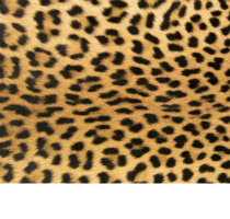 Design 122333 Canvas Prints Image