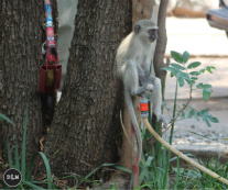 Design 136676 Canvas Prints Image