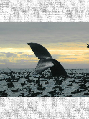 Design 56164 Canvas Prints