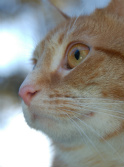 Maggie 1