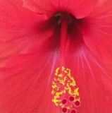 Flower art