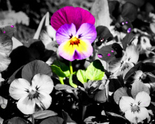 Design 67659 Canvas Prints Image