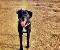 Design 61726 Canvas Prints Image