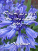 Bluebell Dreams