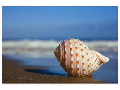 Design 79334 Canvas Prints