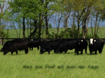 Design 84206 Canvas Prints Image