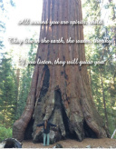 Grandmother Willow