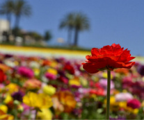 Design 105308 Canvas Prints Image