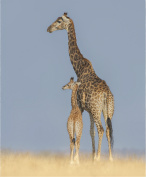 Design 100123 Canvas Prints Image