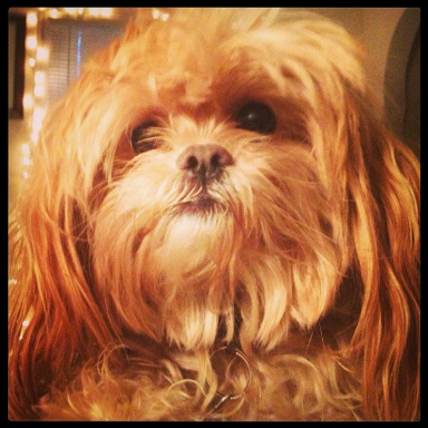 Mini Wookie