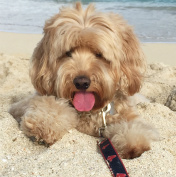 Design 231446 Canvas Prints Image