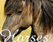 Horses