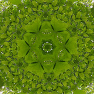 leaf flower 1