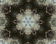 cave flower 2