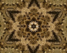 cave flower 4