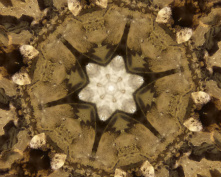 cave flower 3