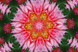pink flower 1
