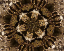 cave flower 6