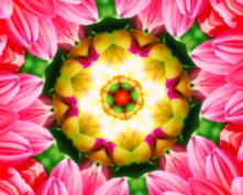 pink flower 4