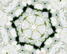 white flower 1