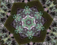 green velvet flower