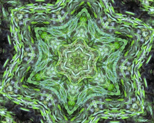 grass flower 1