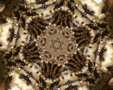 cave flower 6