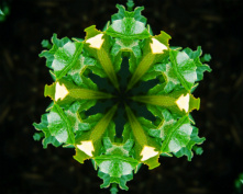 leaf flower 5