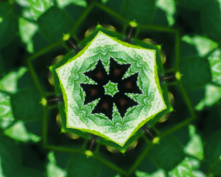 leaf flower 6