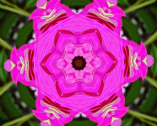 pink flower 5