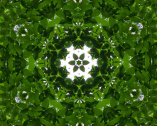 leaf flower 2