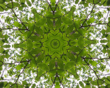 leaf flower 2