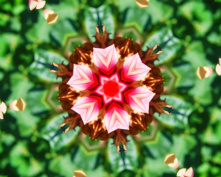 pink flower 7