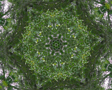 tree flower