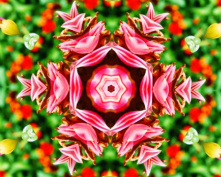 pink flower 6
