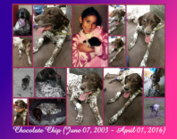 Chocolate Chip