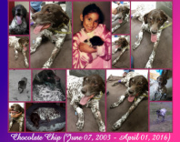 Chocolate Chip