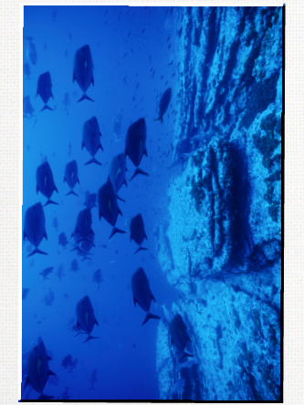 Design 190605 Canvas Prints