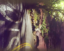 Design 190556