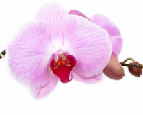 Design 195697 Canvas Prints Image