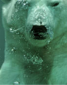 Design 195695 Canvas Prints Image