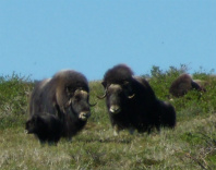 Design 196276 Canvas Prints Image