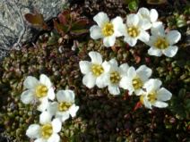 Design 196275 Canvas Prints Image