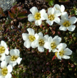 Design 196278 Canvas Prints Image