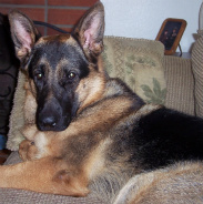 Beautiful Gus